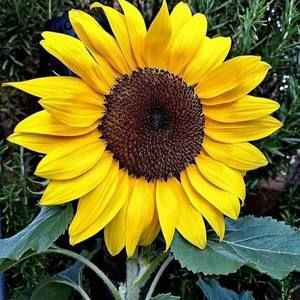 Meet your Posher, Marisol